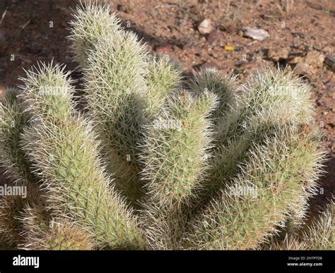 The Teddy Bear Cholla Cactus has sharp spines all over Stock Photo - Alamy