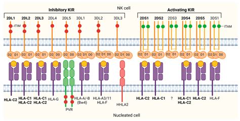 Natural Killer (NK) Cell Alloreactivity in Haploidentical Stem Cell ...