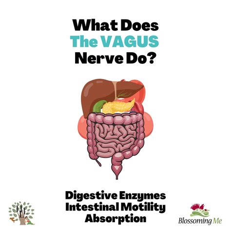 The Vagus Nerve: A Key Link in the GUT-Brain Conenction - Blossoming Me - Massage & Osteopathy ...