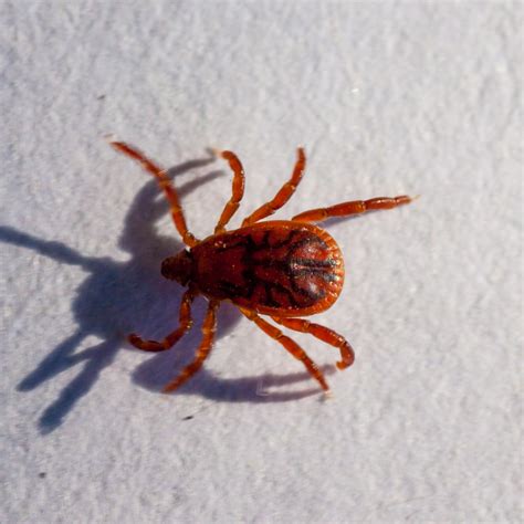 Chiggers - An Unseen Pest - Alcon Pest Control Services