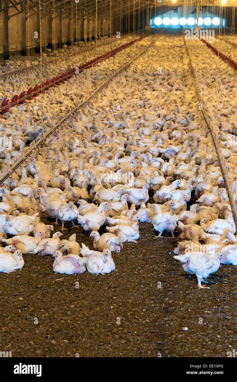 Image result for Broiler Chicken Brooding