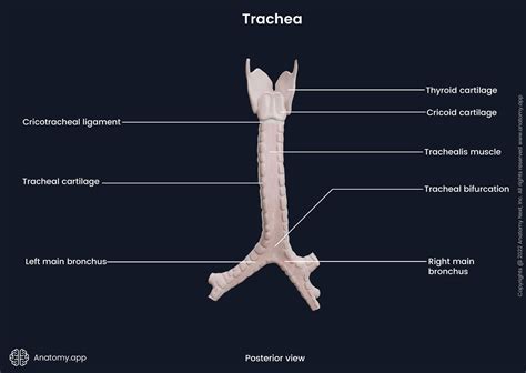 Trachea | Anatomy.app