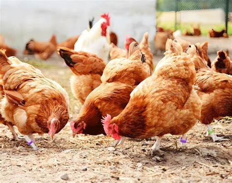 Lkjhgf 200 Pcs 16/20mm Chicken Leg Bands with 8 Colors, India | Ubuy