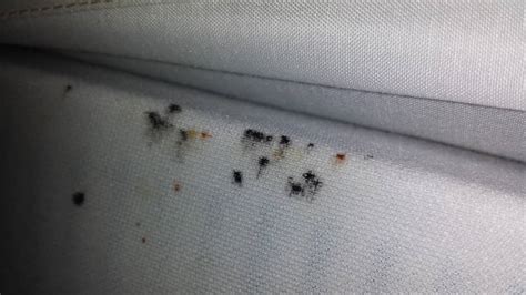 What Does Bed Bug Blood Look Like at Timothy Votaw blog