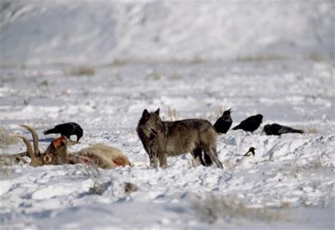 Image result for Wolves of Yellowstone Changing Ecosystem