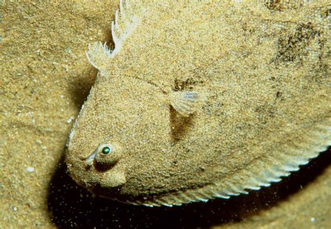 Lenguado - L'Aquàrium