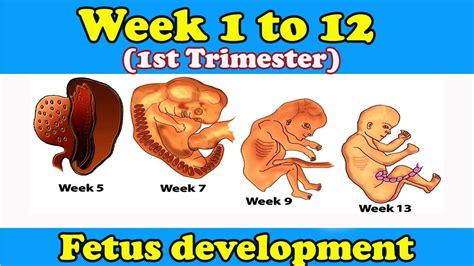 First-Trimester Weeks 的图像结果