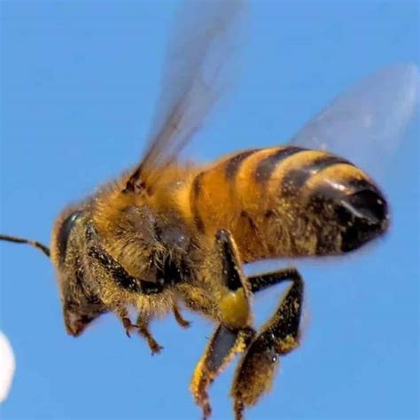 How Do Bees Fly?- Carolina Honeybees