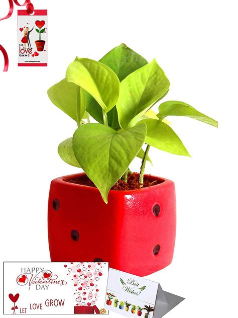 Valentine's Day Combo of Good Luck Air Purifying Golden Money Plant in ...