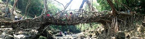 RIWAI LIVING ROOT BRIDGE - All You Need to Know BEFORE You Go 2026 ...
