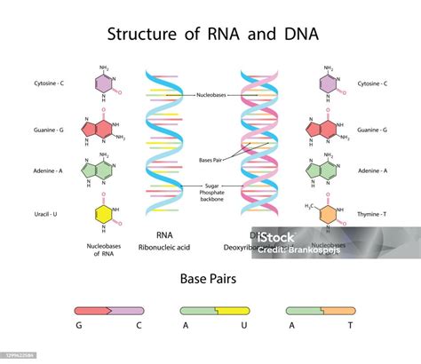 Image result for DNA Microarray Data