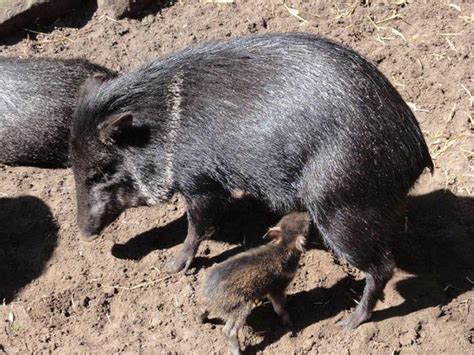 ZooLex Image - Collared peccaries