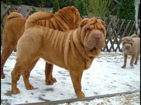 Chinese Shar Pei Dog Breed Information, Images, Characteristics, Health