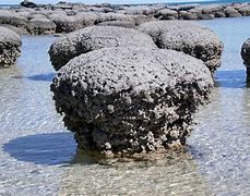 Image result for stromatolites