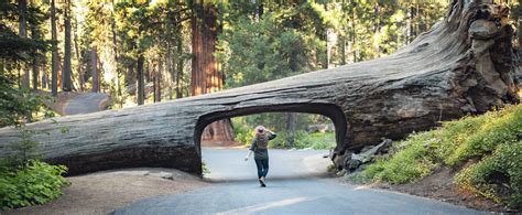 Giant Redwoods Drive Through