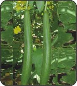 GROUNDOXY BEST QUALITY HYBRID SPONGE GOURD(TORI) VEGETABLE SEEDS FOR ...