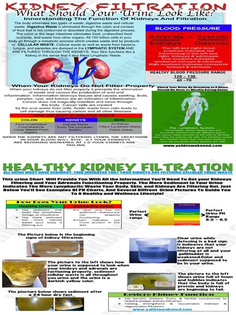 Image result for Net Filtration Rate Kidneys