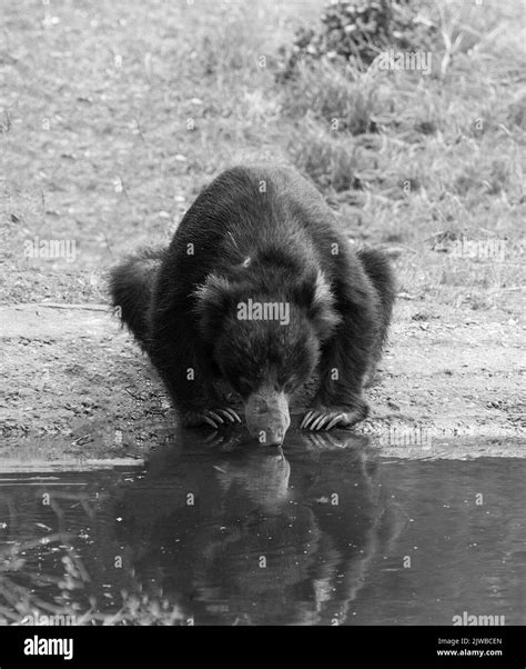Wildlife in Sri Lanka Stock Photo - Alamy