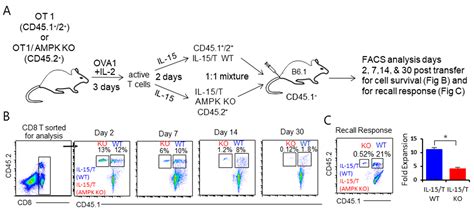 The Critical Role of AMPKα1 in Regulating Autophagy and Mitochondrial ...
