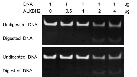 Recombinant ALKBH2 protein | Proteintech