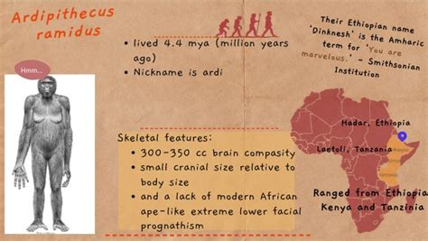 Image result for Ardipithecus Ramidus Fossils
