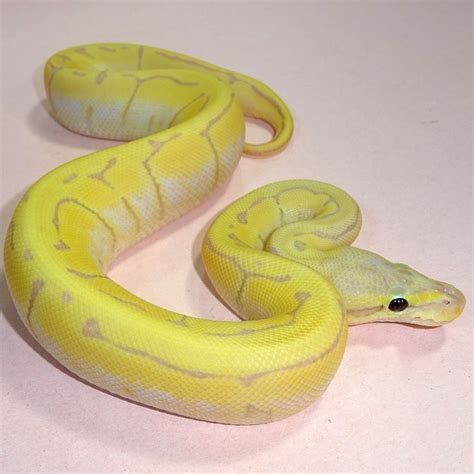 Image result for Enchi Pinstripe Ball Python