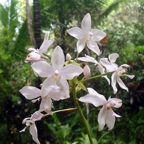 Spathoglottis plicata White Ground Orchid – Bees Plant Hub