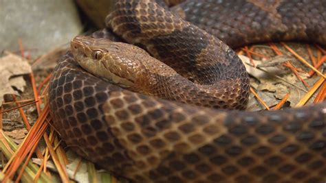 What you need to know about copperhead snakes in Indiana