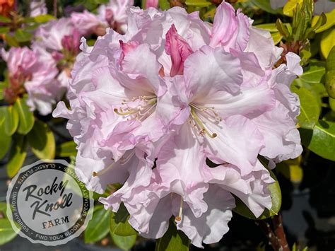 Misty Moonlight - Rocky Knoll Farm