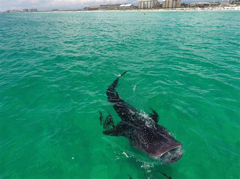 Sharks Destin Florida Beaches 11 30A Beaches You Need To Visit