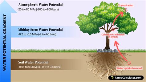 Image result for Water Potential Explained