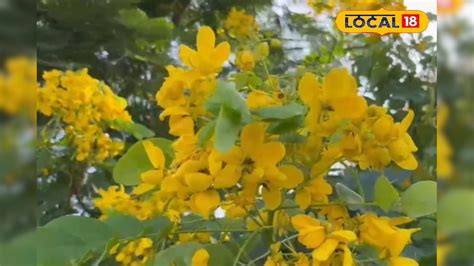 Thangedu puvvu | తెలంగాణ - News18 తెలుగు