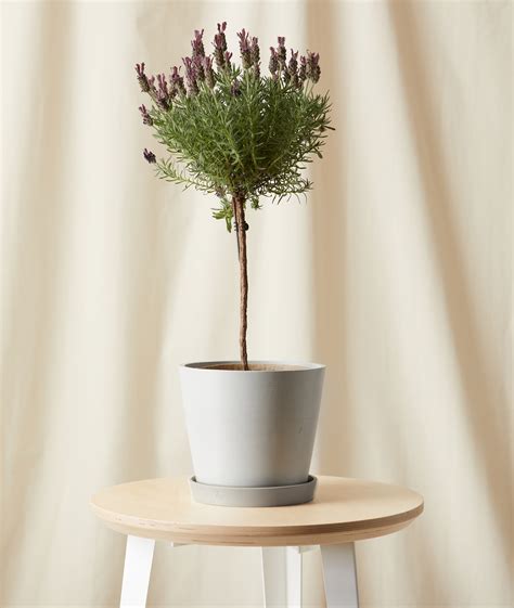 How to care for your lavender plant indoors | Livingetc