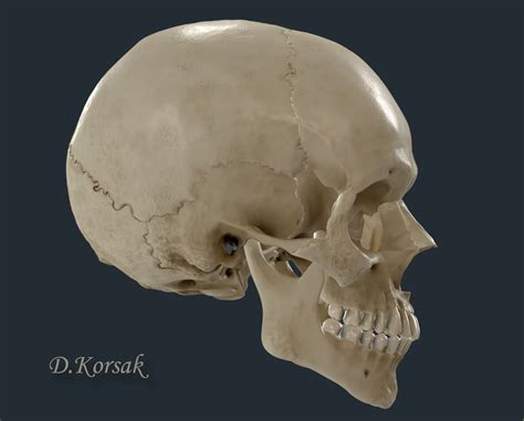 ArtStation - Anatomically correct 3d skull model