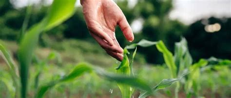 庄稼 的图像结果