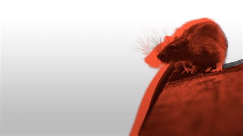 Image result for Postman Simple API Testing Collections