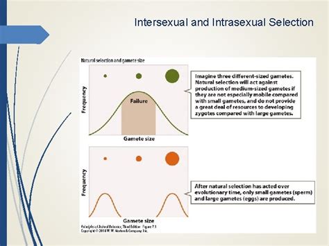 Image result for Intrasexual Selection Drawing