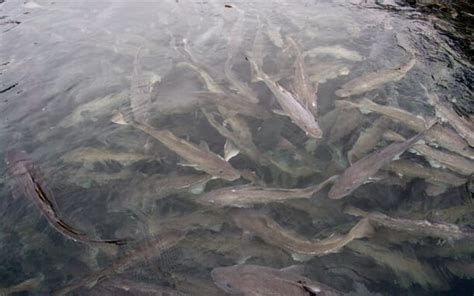 Fish Stack Cod 的图像结果