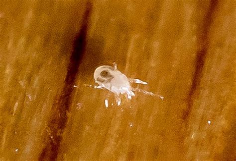 Image result for Springtail vs Termite