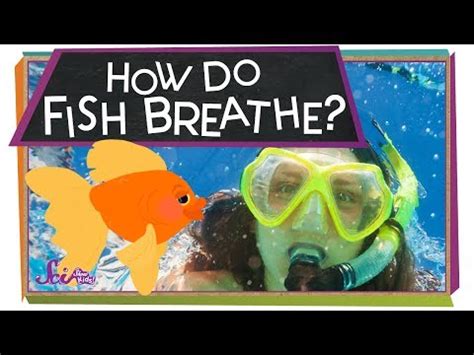 How do Fish Breathe Video Lecture - Science Class 7 (Old NCERT)
