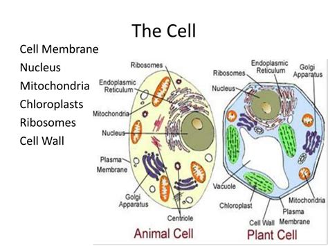 Image result for Taxonomy HTML/JavaScript