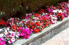 fiori perenni per aiuole fiori da bordura piante perenni fiori da bordura fiori perenni per aiuole fiori da bordura piante perenni fiori da bordura