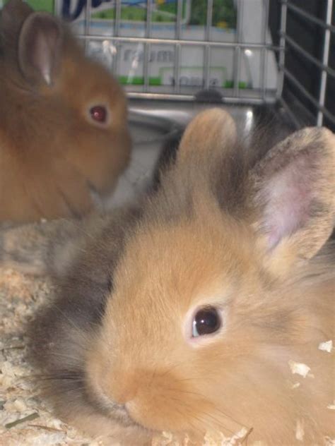 Hasen Kaninchen Kleinanzeigen | Hasen Kaninchen Annoncen | Hasen ...