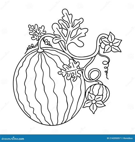 Watermelon Growing with Leaves and Flowers. Black Outlines for Kids Coloring. Vector Black and ...
