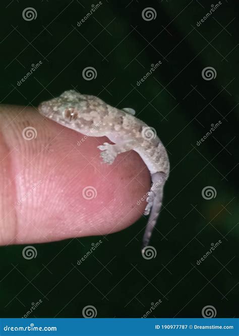 GEICO Insurance Lizard 的图像结果