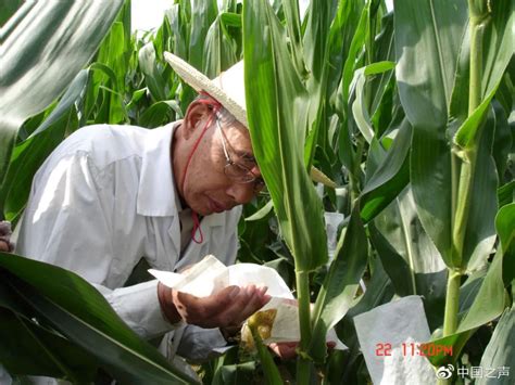 全中国玉米丰收，都得感谢他！|中国|河南省_新浪新闻