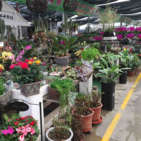最新！花卉集团将在临港建设“光明花卉中心”|花卉|上海|临港_新浪新闻