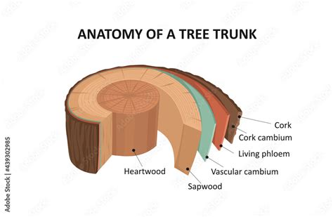 Anatomy of a tree trunk. Stock Vector | Adobe Stock