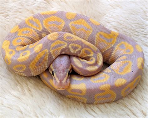 Image result for Purple Ball Python