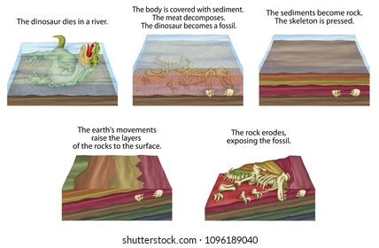 3,756 Fossil diagram Images, Stock Photos & Vectors | Shutterstock